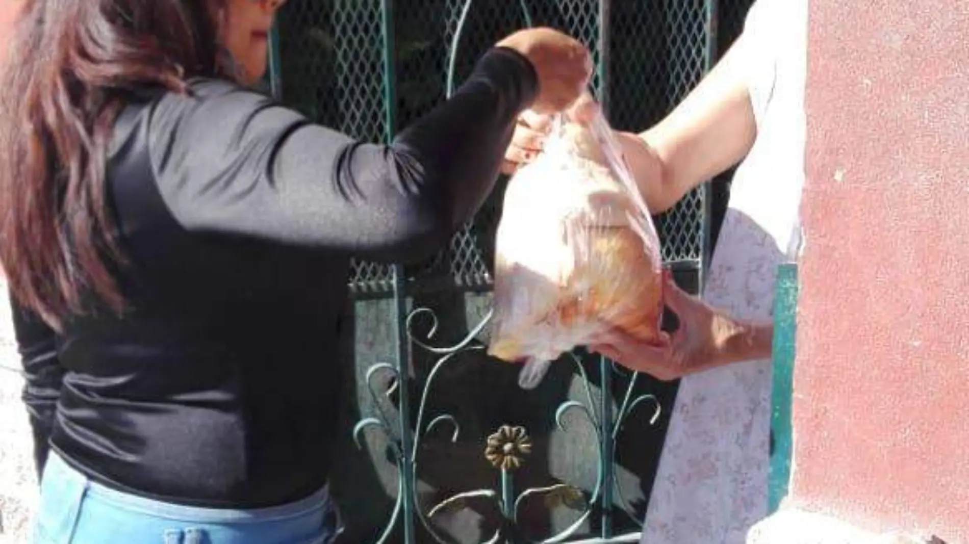 Pollo Pilgrims Donación Gómez Palacio